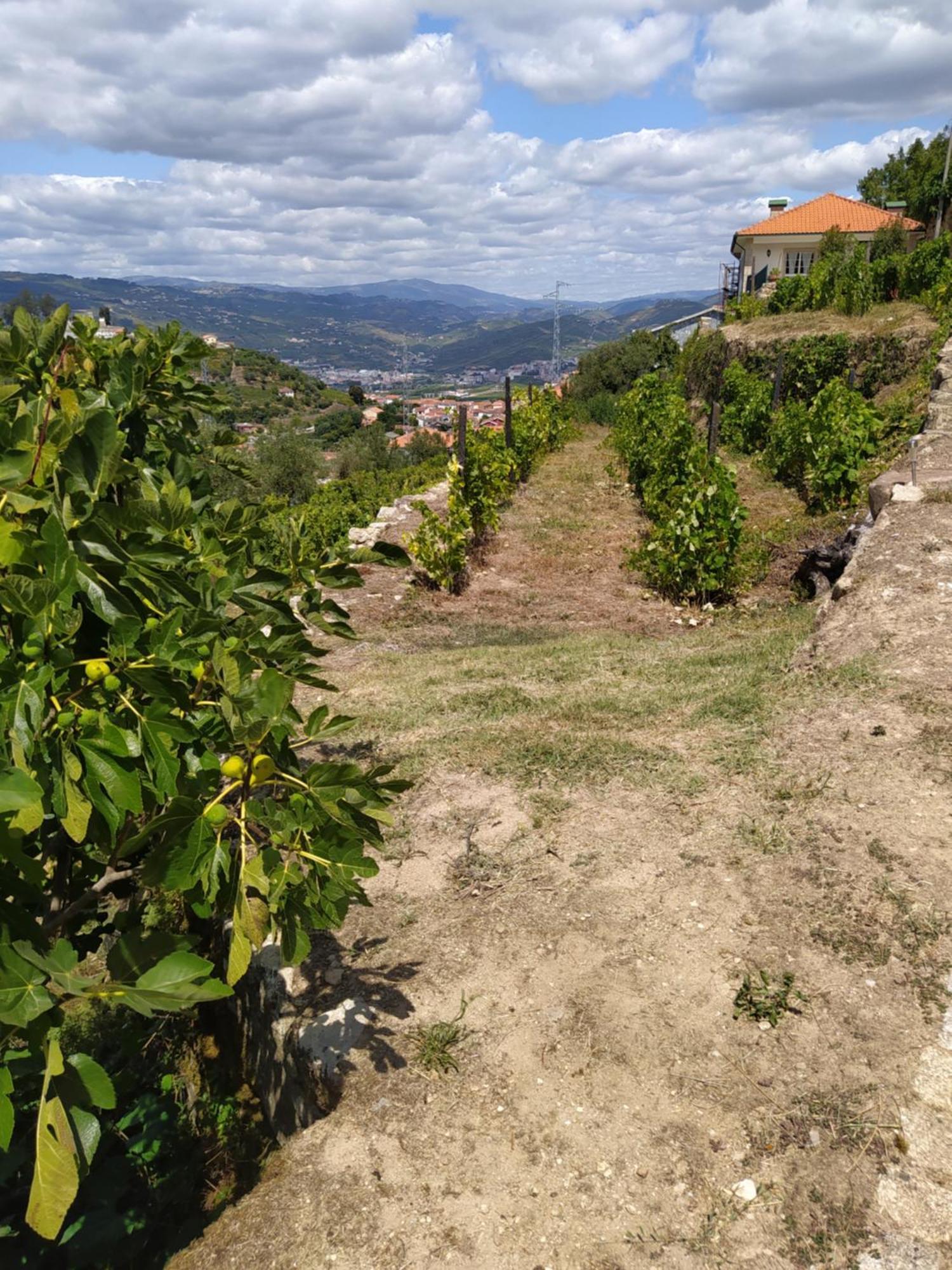 Quinta De Penelas Lamego Εξωτερικό φωτογραφία